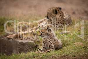 Cheetah lying behind cub on grassy bank