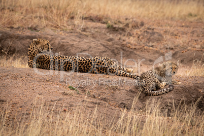 Cheetah lying beside cub on dirt mound