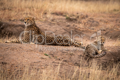 Cheetah lying beside cub on earth mound