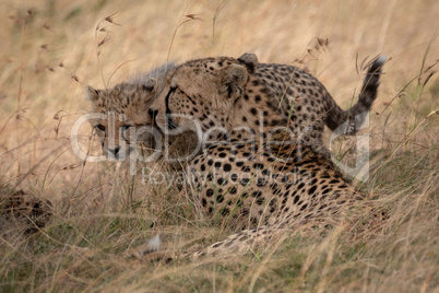 Cheetah lying in long grass nuzzles cub