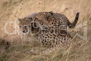 Cheetah lying in long grass nuzzles cub