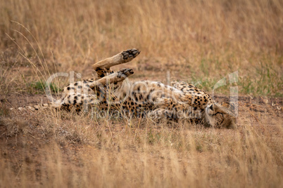 Cheetah lying on back with eyes closed