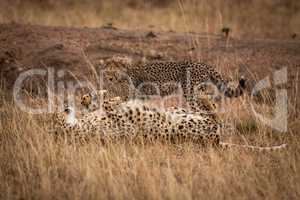 Cheetah lying on back beside standing cub