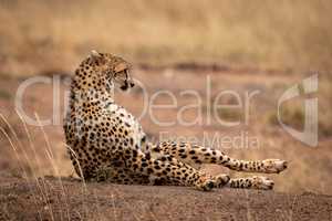Cheetah lying on earth bank in grass