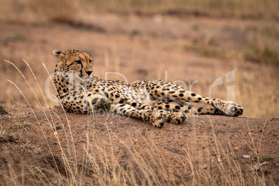 Cheetah lying on earth bank amongst grass