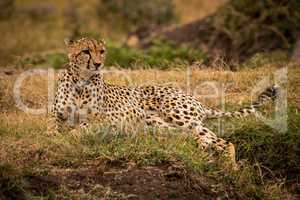 Cheetah lying on grassy bank looking right