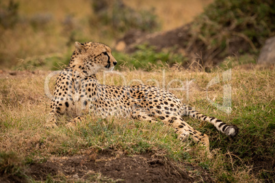 Cheetah lying on grassy bank looks right