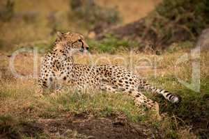 Cheetah lying on grassy bank looks right