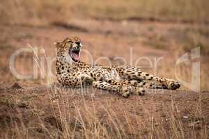 Cheetah lying on stony earth bank yawns