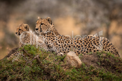 Cheetah lying with cub on grassy mound