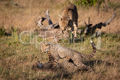 Cheetah nuzzles cub as two others play