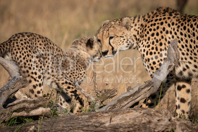 Cheetah nuzzles cub on log in grass