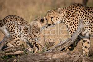 Cheetah nuzzles cub on log in grass
