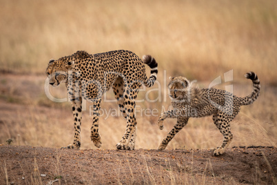 Cheetah on earth bank followed by cub