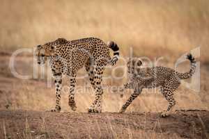 Cheetah on earth bank followed by cub
