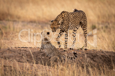 Cheetah on earth bank walks towards cub