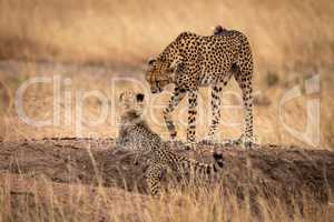 Cheetah on earth bank walks towards cub