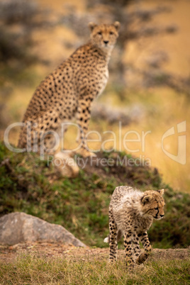 Cheetah on grassy mound watches cub walking