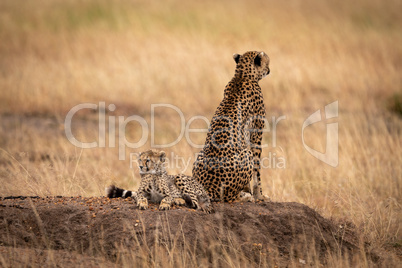 Cheetah on mound with back to cub