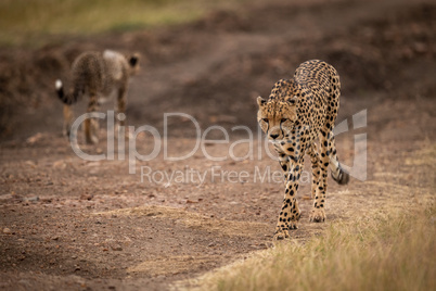Cheetah passes cub on track in savannah