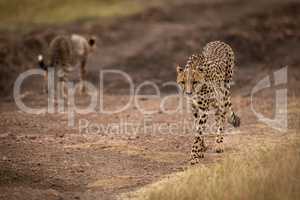 Cheetah passes cub on track in savannah