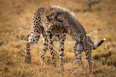 Cheetah playing with cub in long grass