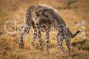 Cheetah playing with cub in long grass
