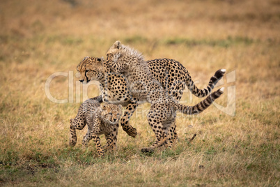 Cheetah play fighting with her two cubs