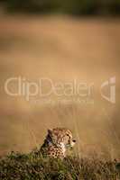 Cheetah pokes head above mound on savannah