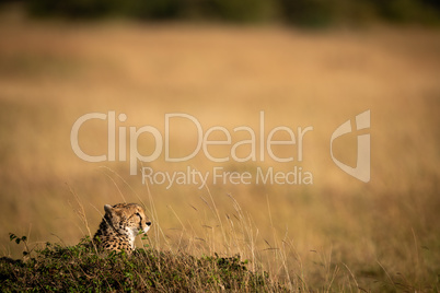 Cheetah poking head above mound on savannah