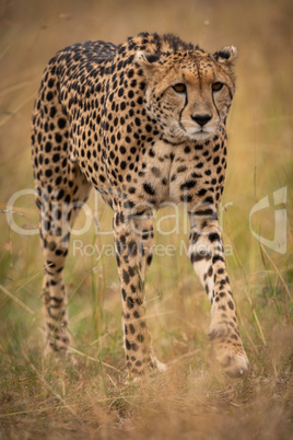 Cheetah prowling in long grass on savannah