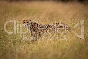 Cheetah prowling through long grass looking left