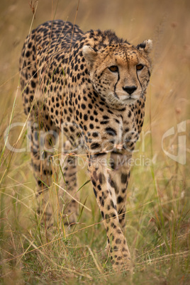 Cheetah prowling through long grass on savannah