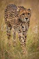 Cheetah prowling through long grass on savannah