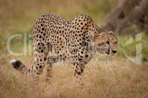 Cheetah prowls through grass with lowered head