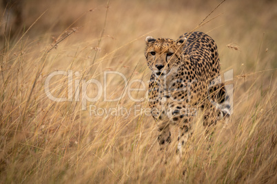 Cheetah prowls through long grass in savannah