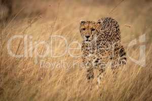 Cheetah prowls through long grass in savannah