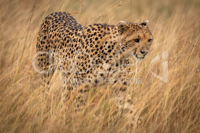 Cheetah prowls through long grass on savannah