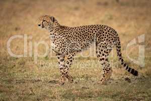 Cheetah raising paw to walk across grass