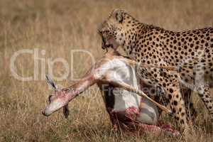 Cheetah pulls Thomson gazelle through long grass