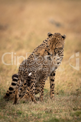 Cheetah sits and nuzzles cub on grass