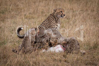 Cheetah sits as cubs eat Thomson gazelle