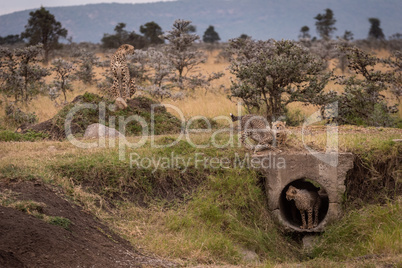 Cheetah sits as cubs play around pipe