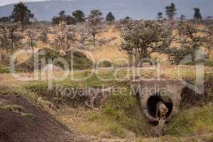 Cheetah sits as cubs play in pipe