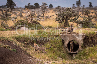 Cheetah sits as cubs play round pipe
