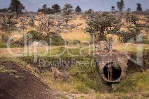 Cheetah sits as cubs play round pipe