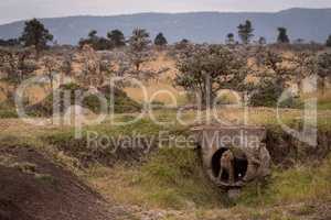 Cheetah sits as cubs play near pipe