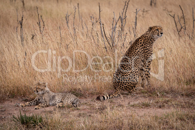 Cheetah sits beside cub lying in grass