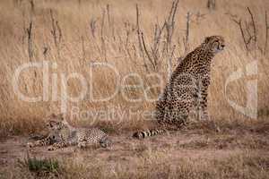 Cheetah sits beside cub lying in grass