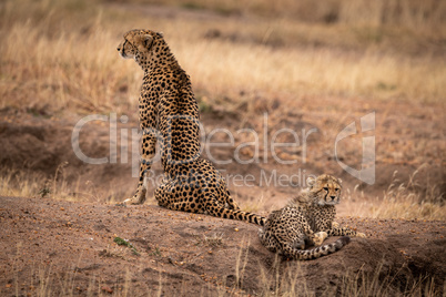 Cheetah sits beside cub on dirt mound